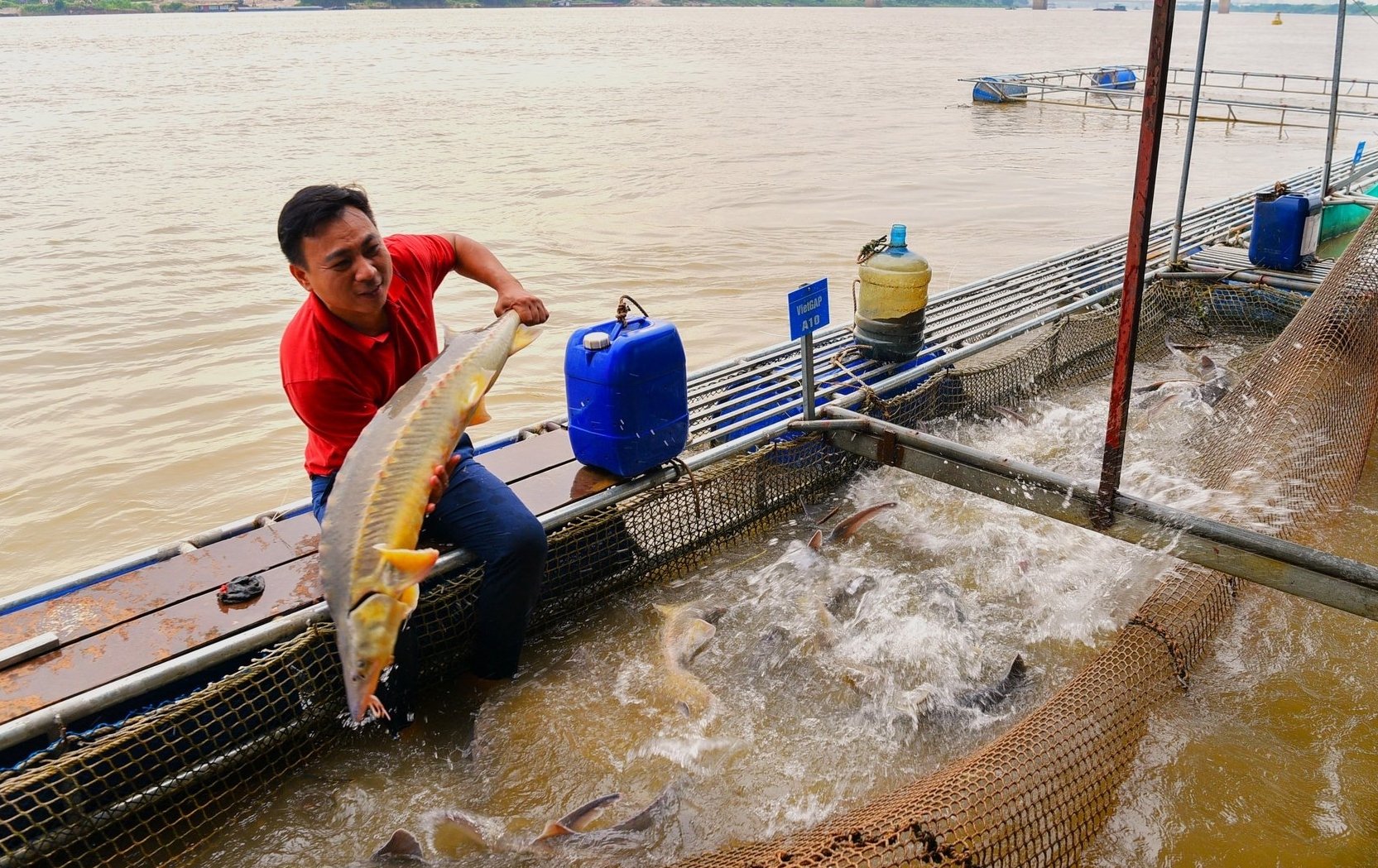 Khu nuôi cá tầm trên sông Hồng tại Hà Nội của anh Nguyễn Văn Tình. Ảnh: Dương Đình Tường. Khu nuôi cá tầm trên sông Hồng tại Hà Nội của anh Nguyễn Văn Tình. Ảnh: Dương Đình Tường.