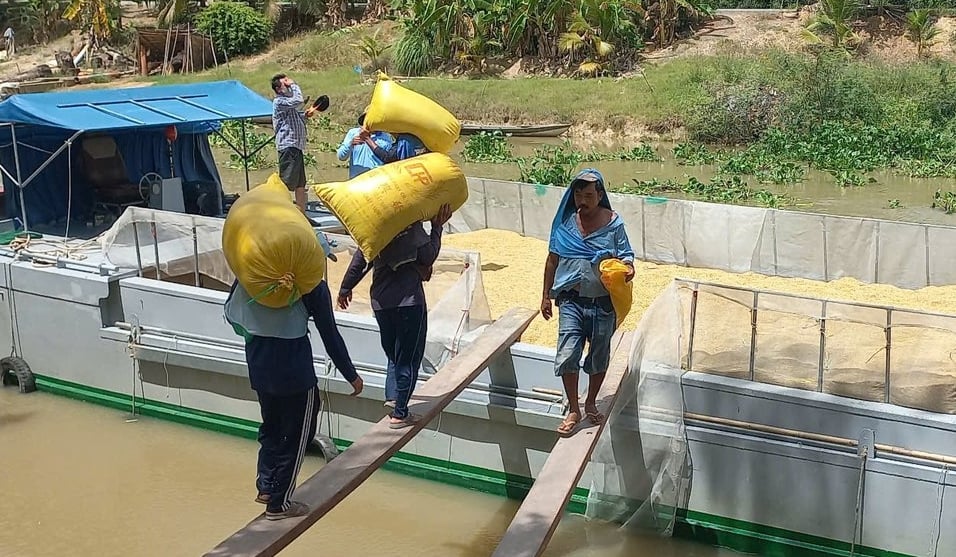 Vụ hè thu năm nay nông dân gặp khó do năng suất và giá lúa đều giảm, chi phí sản xuất tăng cao. Ảnh: Thanh Bạch. Vụ hè thu năm nay nông dân gặp khó do năng suất và giá lúa đều giảm, chi phí sản xuất tăng cao. Ảnh: Thanh Bạch.