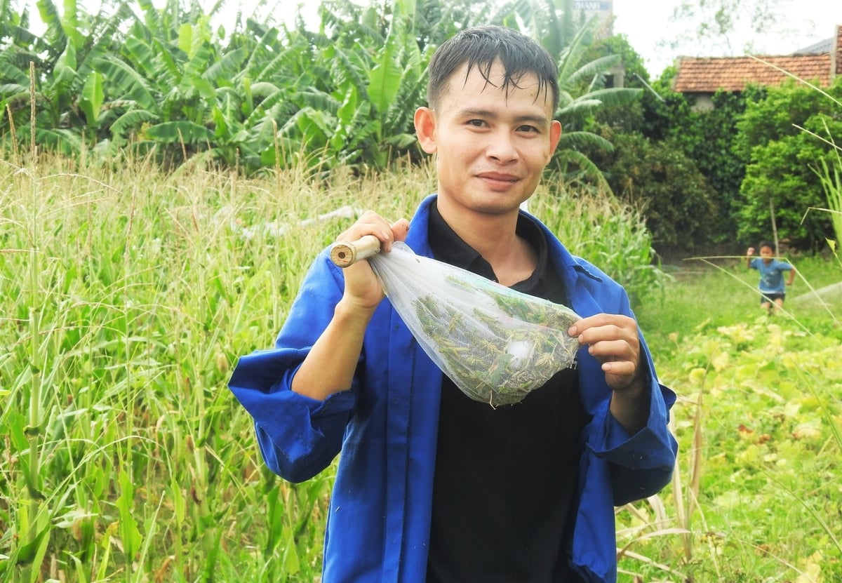 Giải pháp tối ưu hiện nay để ngăn chặn châu chấu tre lưng vàng phá hoại mùa màng là phát động người dân dùng vợt bắt. Ảnh: Thanh Nga. Giải pháp tối ưu hiện nay để ngăn chặn châu chấu tre lưng vàng phá hoại mùa màng là phát động người dân dùng vợt bắt. Ảnh: Thanh Nga.