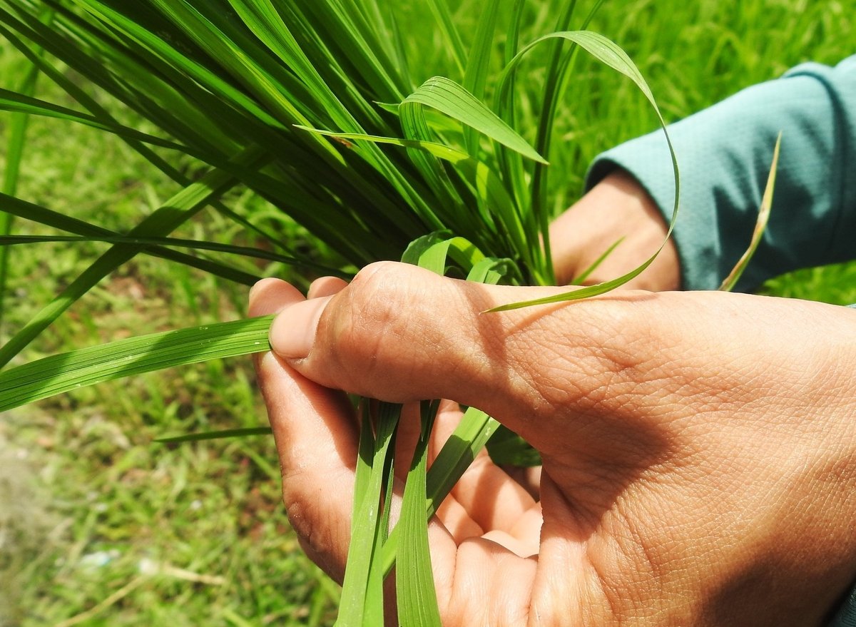 Công tác điều tra, phát hiện sâu bệnh kịp thời cực kỳ quan trọng. Ảnh: Thanh Nga. Công tác điều tra, phát hiện sâu bệnh kịp thời cực kỳ quan trọng. Ảnh: Thanh Nga.