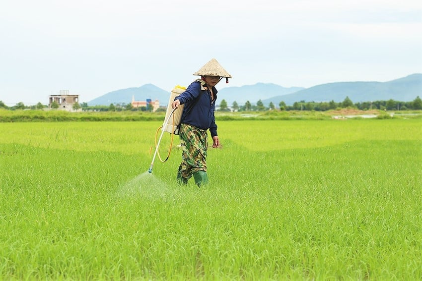 Ngành chuyên môn khuyến cáo không chủ quan trong phòng chống sinh vật hại cây trồng. Ảnh: Thanh Nga. Ngành chuyên môn khuyến cáo không chủ quan trong phòng chống sinh vật hại cây trồng. Ảnh: Thanh Nga.
