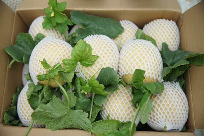 Với dưa lưới, nước chính là sinh mệnh của cả vụ. Ảnh: Bảo Thắng. Với dưa lưới, nước chính là sinh mệnh của cả vụ. Ảnh: Bảo Thắng.