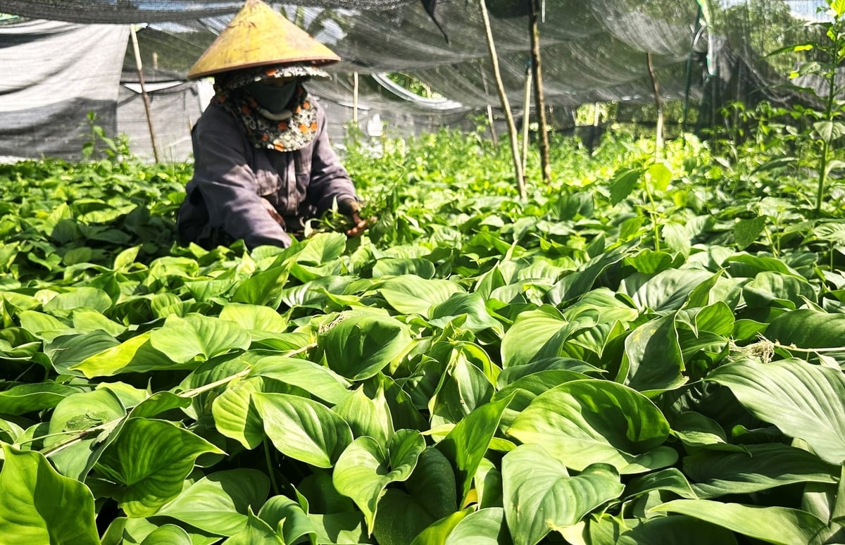 Cây giống, kỹ thuật và đầu ra cây thiên niên kiện được doanh nghiệp liên kết cung cấp. Ảnh: Thanh Nga. Cây giống, kỹ thuật và đầu ra cây thiên niên kiện được doanh nghiệp liên kết cung cấp. Ảnh: Thanh Nga.