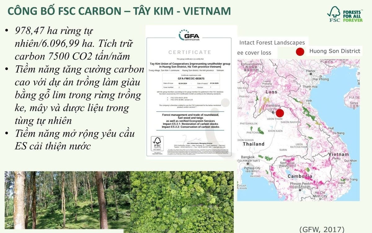 Liên hiệp HTX chứng chỉ rừng Tây Kim sẽ đưa vào trồng khoảng 10 ha cây dược liệu dưới tán rừng tự nhiên carbon vào năm 2026. Ảnh: Thanh Nga. Liên hiệp HTX chứng chỉ rừng Tây Kim sẽ đưa vào trồng khoảng 10 ha cây dược liệu dưới tán rừng tự nhiên carbon vào năm 2026. Ảnh: Thanh Nga.