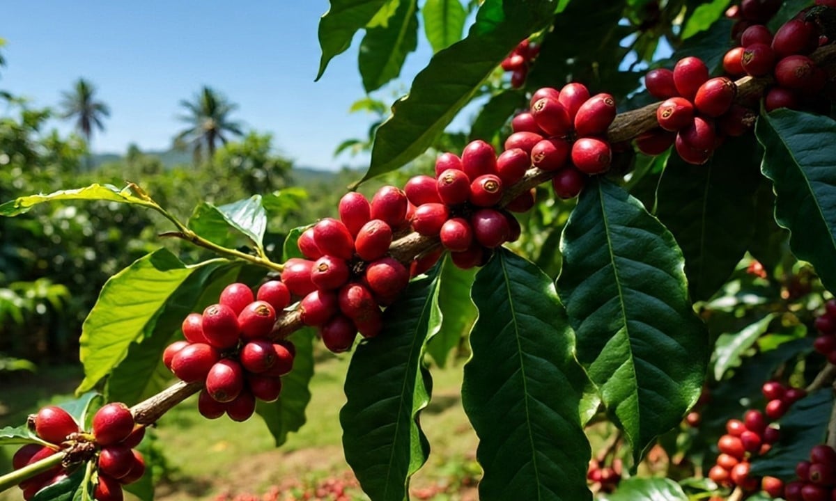 Latest domestic and global coffee prices on July 14, 2025