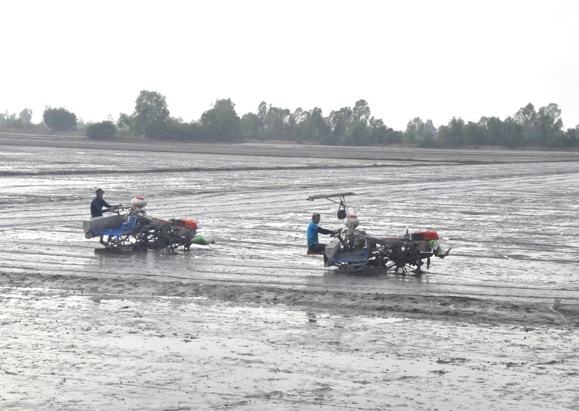 Vụ thu đông 2025, nông dân An Giang ứng dụng biện pháp sạ thưa bằng máy sạ cụm, với lượng lúa giống khoảng 80 kg/ha. Ảnh: Trung Chánh. Vụ thu đông 2025, nông dân An Giang ứng dụng biện pháp sạ thưa bằng máy sạ cụm, với lượng lúa giống khoảng 80 kg/ha. Ảnh: Trung Chánh.