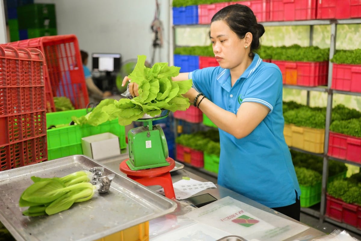 Rau thủy canh - mô hình tiêu biểu của nông nghiệp xanh đô thị tại TP.HCM. Ảnh: Hà Duyên. Rau thủy canh - mô hình tiêu biểu của nông nghiệp xanh đô thị tại TP.HCM. Ảnh: Hà Duyên.