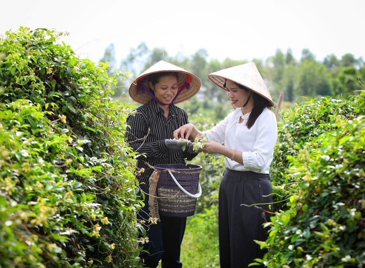 Giám đốc HTX sản xuất và tiêu thụ sâm nam núi Dành Liên Chung (ảnh trái) hướng dẫn xã viên thu hoạch hoa sâm nam núi Dành. Từ năm 2022, sản phẩm Trà nụ hoa Sâm Nam núi Dành đã được công nhận OCOP 4 sao của Bắc Giang. Ảnh: Phạm Minh. Giám đốc HTX sản xuất và tiêu thụ sâm nam núi Dành Liên Chung (ảnh trái) hướng dẫn xã viên thu hoạch hoa sâm nam núi Dành. Từ năm 2022, sản phẩm Trà nụ hoa Sâm Nam núi Dành đã được công nhận OCOP 4 sao của Bắc Giang. Ảnh: Phạm Minh.