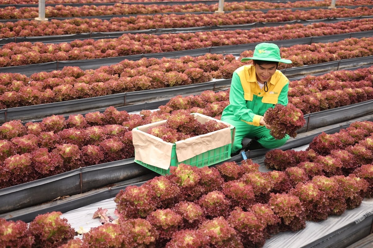 Sản phẩm rau WinEco ứng dụng công nghệ, đảm bảo chất lượng sản phẩm. Ảnh: MS. Sản phẩm rau WinEco ứng dụng công nghệ, đảm bảo chất lượng sản phẩm. Ảnh: MS.