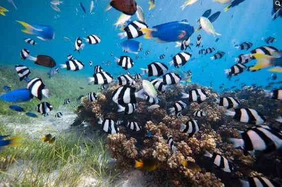 Healthy reef ecosystems feature fish swimming together and socialising. Mike Workman, Shutterstock.