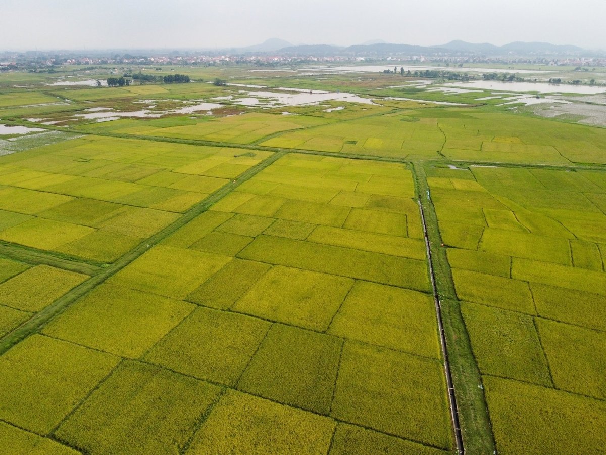 Bộ trưởng Ram Nath Adhikari bày tỏ ấn tượng khi chiêm ngưỡng những cánh đồng lúa tại Việt Nam. Ảnh: Tùng Đinh.