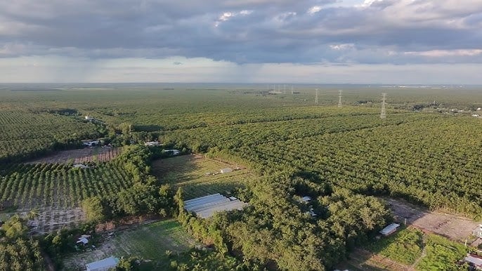VRA proposes that the government consider a transition period to allow smallholders time to adapt and benefit from EU technical support programs. Photo: BT.