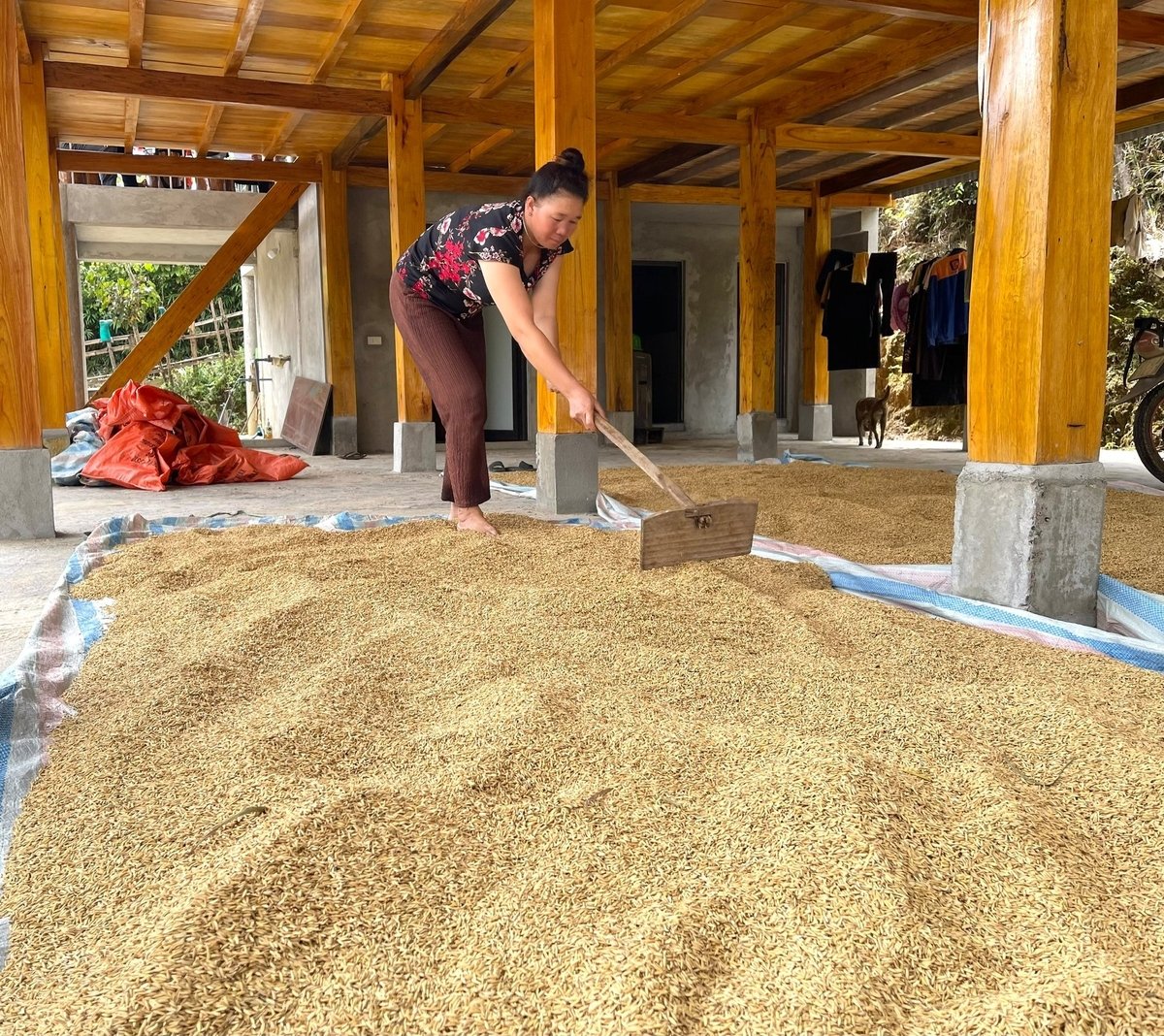 Chị Dưỡng phấn khởi vì vụ lúa năm nay gia đình được mùa, hứa hẹn đủ ăn và có phần để dành. Ảnh: Thanh Ngà.