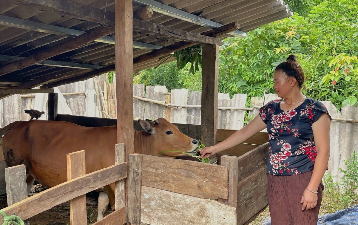 Vợ chồng chị Dưỡng tính nuôi thêm bò, lợn, gà để mở rộng chăn nuôi, phát triển kinh tế gia đình. Ảnh: Thanh Ngà.