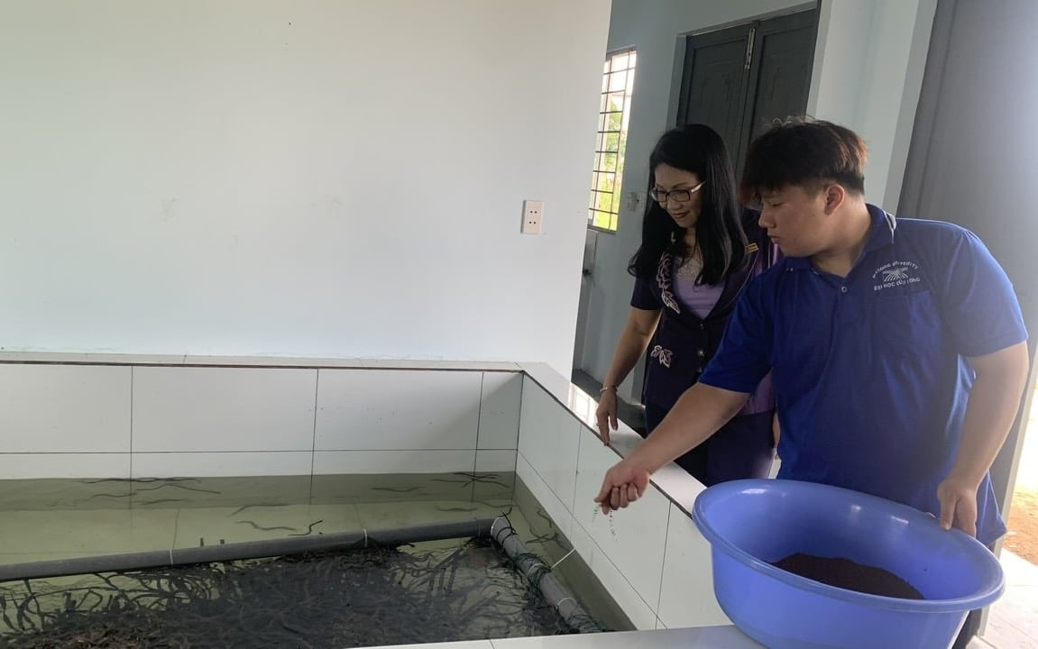 TS. Phạm Thị Thu Hồng đang hướng dẫn sinh viên cách cho lươn ăn đúng kỹ thuật để đạt hiệu quả cao. Ảnh: Hồ Thảo.