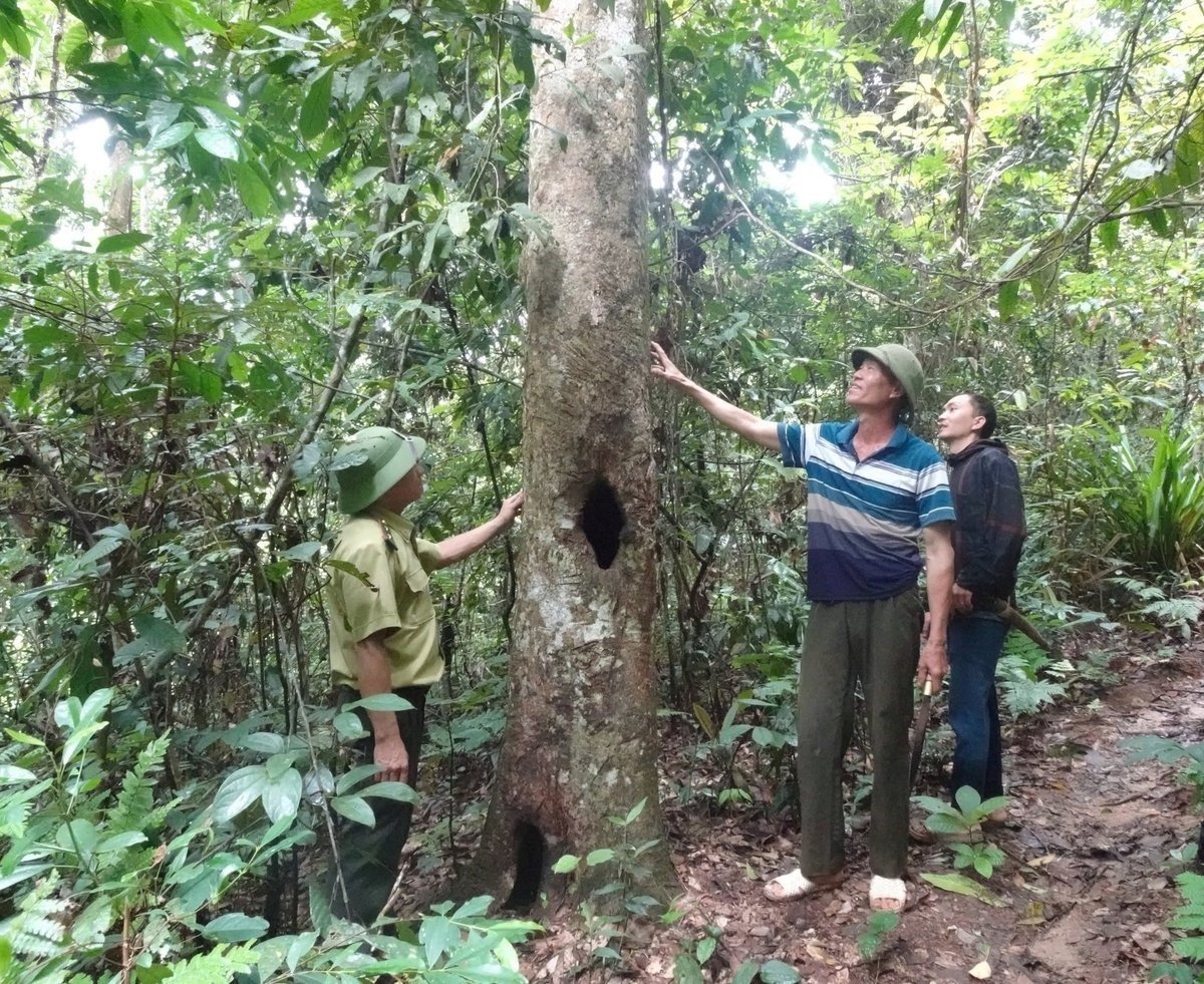 ERPA payments motivate households to better care for and protect forests. Photo: Thanh Tam.