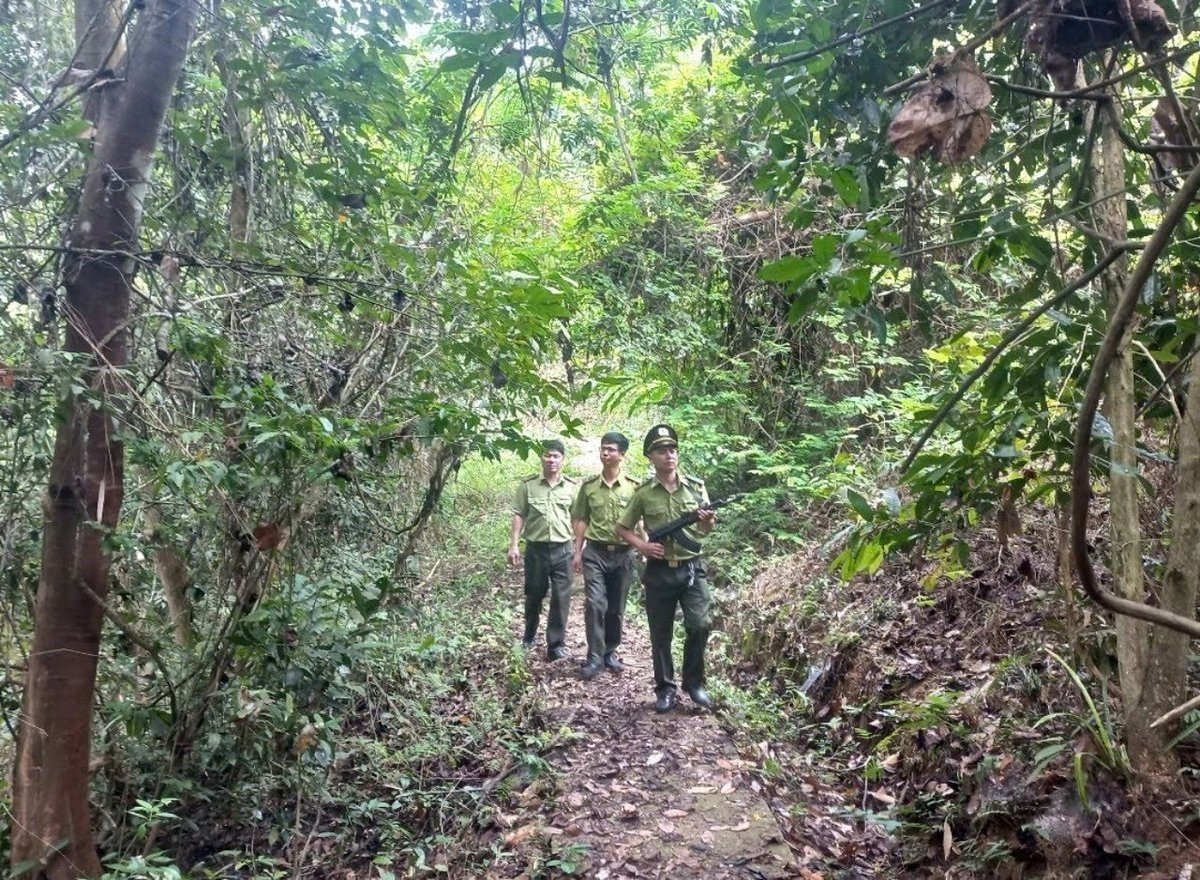 ERPA payments create a driving force for the functional sector to better manage and protect forests. Photo: Thanh Tam.