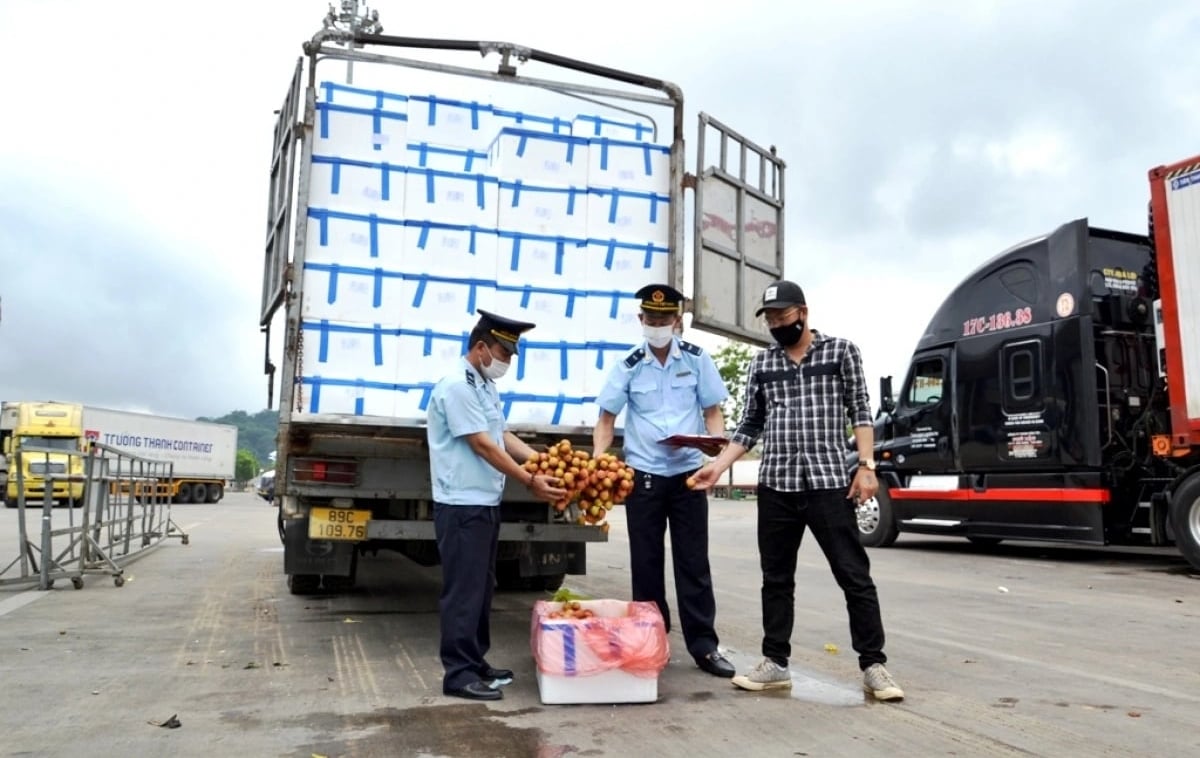 Lực lượng Hải quan Lào Cai kiểm tra quả vải trước khi thông quan. Ảnh: Minh Phúc. Lực lượng Hải quan Lào Cai kiểm tra quả vải trước khi thông quan. Ảnh: Minh Phúc.