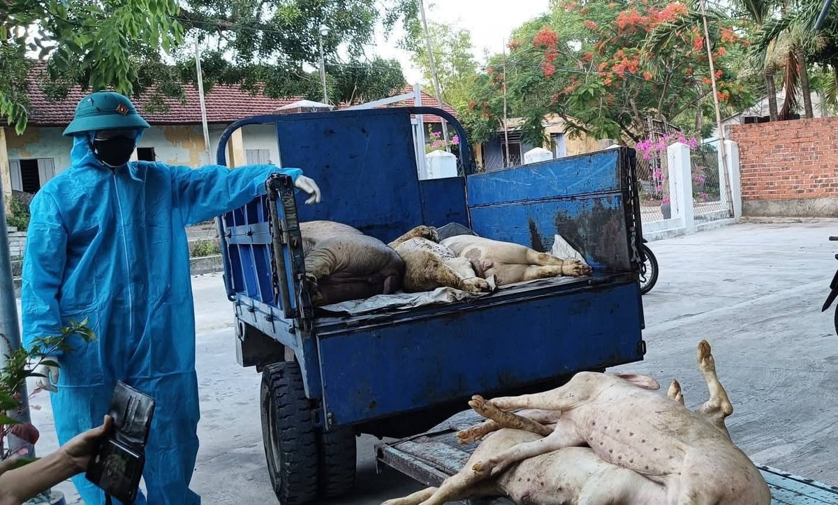 Lực lượng chức năng phường Quảng Phú (TP Đà Nẵng) tiêu hủy lợn mắc bệnh. Ảnh: CTV. Lực lượng chức năng phường Quảng Phú (TP Đà Nẵng) tiêu hủy lợn mắc bệnh. Ảnh: CTV.