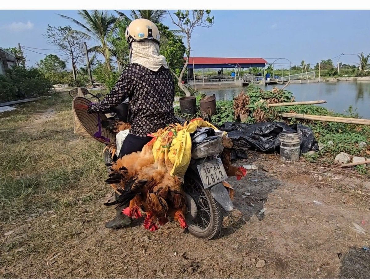 Những chuyến hàng bán lẻ như thế này, thông thường sẽ được mang ra chợ dân sinh và mổ luôn tại chỗ mà không có sự kiểm soát của lực lượng thú y. Đây là một trong những nguyên nhân làm lây lan dịch bệnh. Ảnh: Đinh Mười. Những chuyến hàng bán lẻ như thế này, thông thường sẽ được mang ra chợ dân sinh và mổ luôn tại chỗ mà không có sự kiểm soát của lực lượng thú y. Đây là một trong những nguyên nhân làm lây lan dịch bệnh. Ảnh: Đinh Mười.