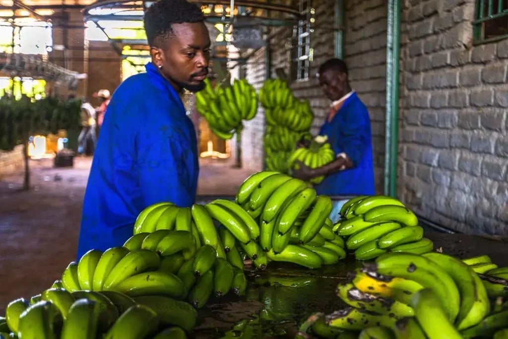 Malawi đã triển khai nhiều chiến lược khác nhau nhằm hỗ trợ người trồng chuối thông qua sáng kiến OCOP. Ảnh tư liệu.