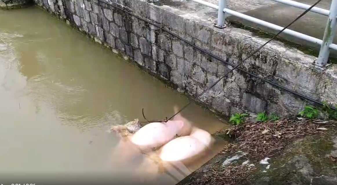 Xác lợn chết được ném xuống kênh mương, gây ô nhiễm môi trường. Ảnh: Quốc Toản. Xác lợn chết được ném xuống kênh mương, gây ô nhiễm môi trường. Ảnh: Quốc Toản.