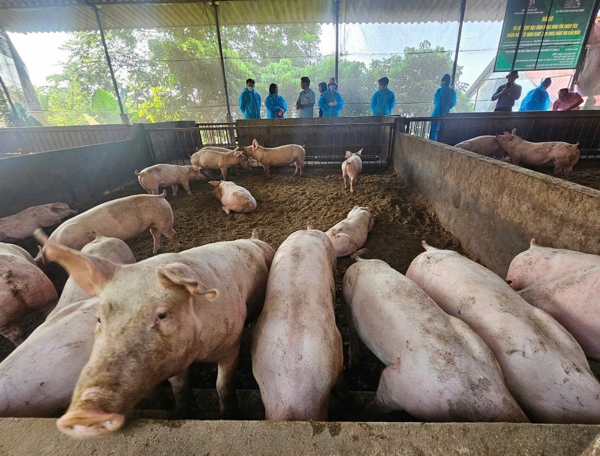 Phú Thọ tăng cường giải pháp chăn nuôi an toàn sinh học để phát triển chăn nuôi bvền vững. Ảnh: BK. Phú Thọ tăng cường giải pháp chăn nuôi an toàn sinh học để phát triển chăn nuôi bvền vững. Ảnh: BK.