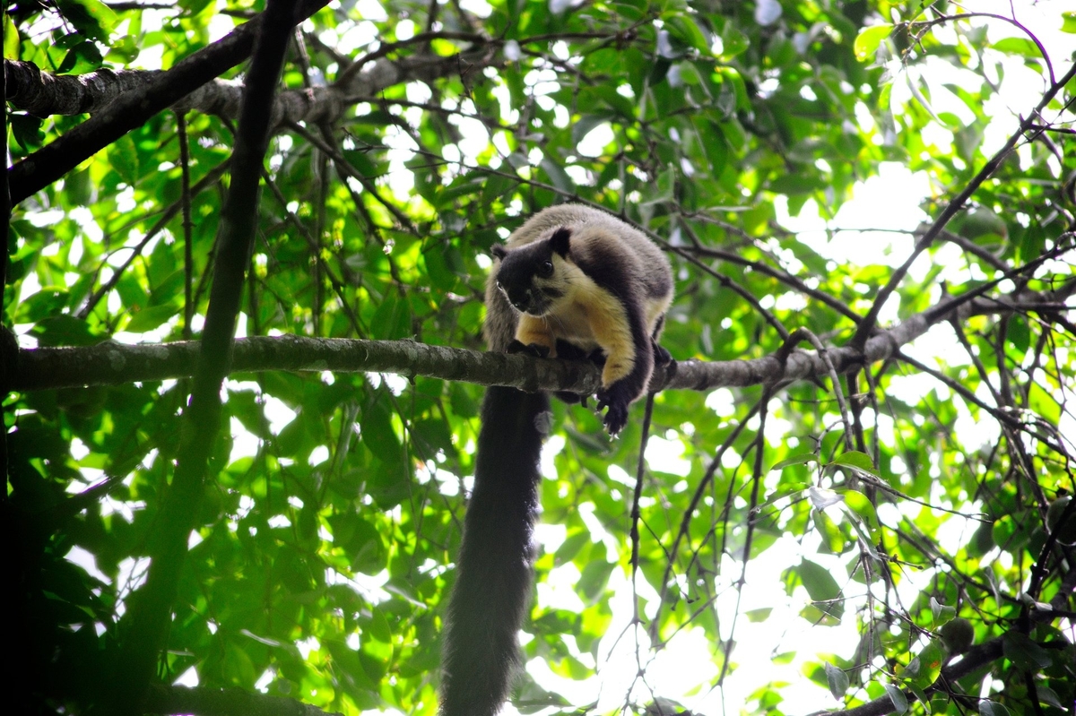 The park is fostering partnerships between forest rangers and local communities to monitor and prevent illegal hunting and exploitation, as well as to promote scientific research and habitat restoration for endemic species.