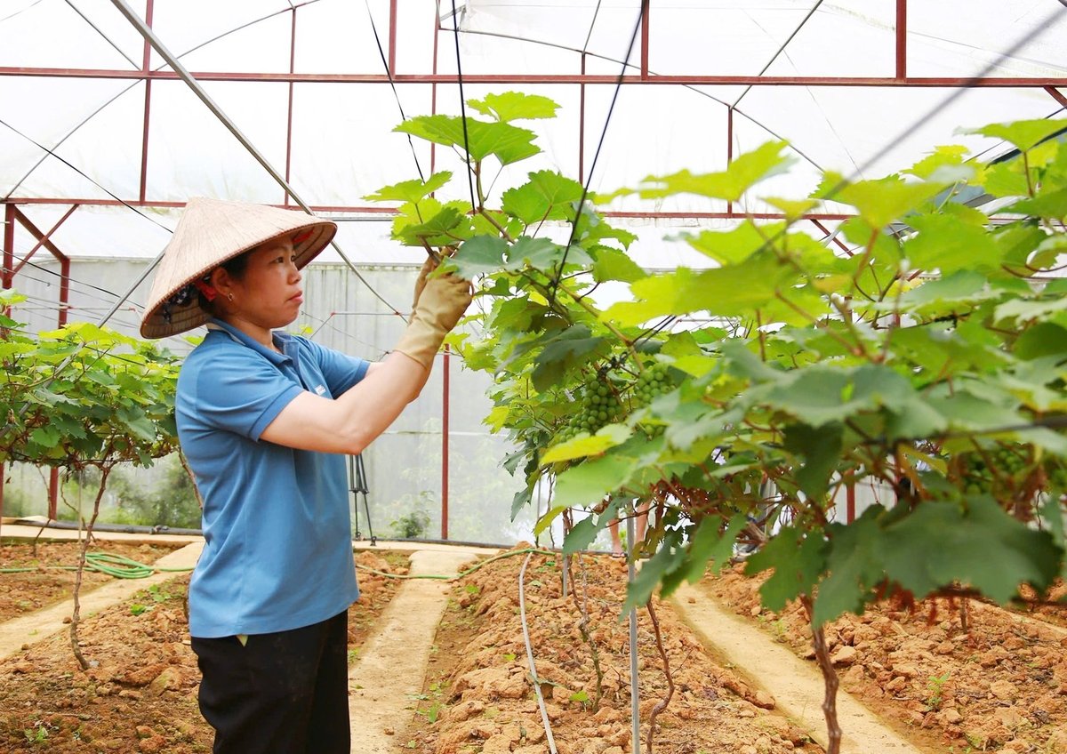 Nhiều mô hình nông nghiệp mang lại hiệu quả kinh tế cao. Ảnh: Thanh Ngà. Nhiều mô hình nông nghiệp mang lại hiệu quả kinh tế cao. Ảnh: Thanh Ngà.
