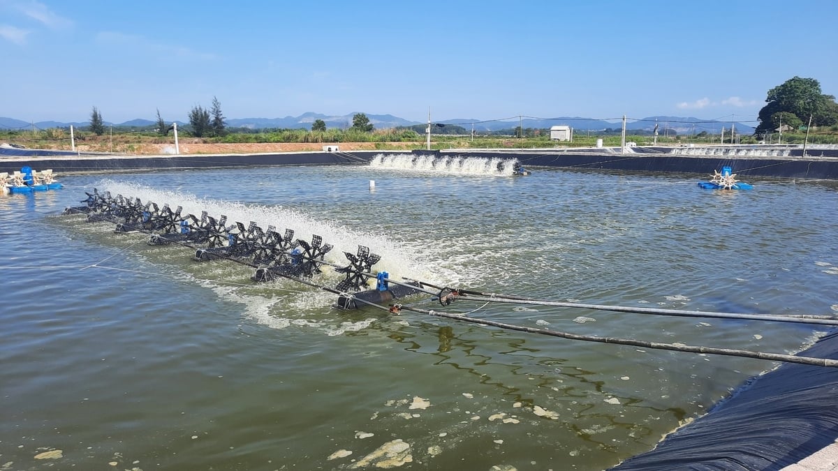 Quảng Ninh sở hữu 32.000ha nuôi trồng thủy sản, diện tích nuôi tôm chiếm 25%. Ảnh: Nguyễn Thành. Quảng Ninh sở hữu 32.000ha nuôi trồng thủy sản, diện tích nuôi tôm chiếm 25%. Ảnh: Nguyễn Thành.