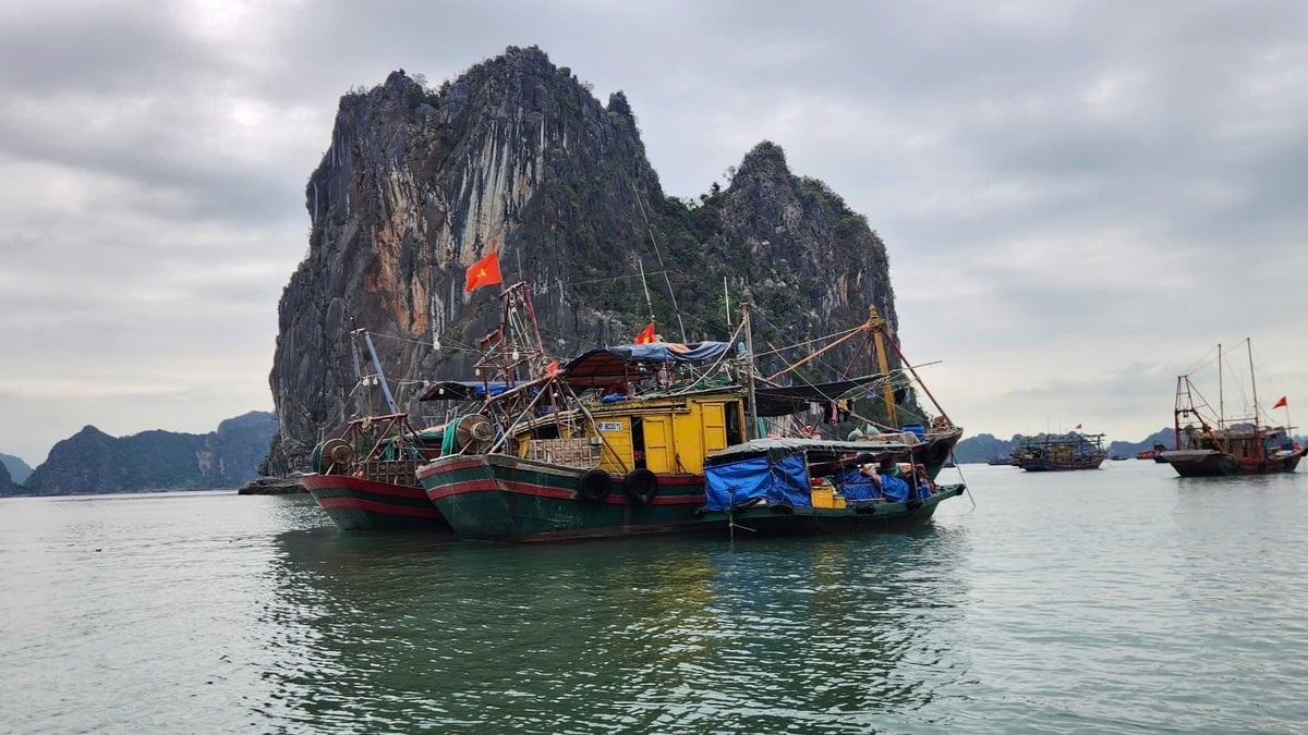 Quảng Ninh có 5 khu neo đậu được công bố đủ điều kiện hoạt động, công suất khoảng 1.700 tàu, chỉ đáp ứng được gần 30% nhu cầu toàn tỉnh. Ảnh: Nguyễn Thành. Quảng Ninh có 5 khu neo đậu được công bố đủ điều kiện hoạt động, công suất khoảng 1.700 tàu, chỉ đáp ứng được gần 30% nhu cầu toàn tỉnh. Ảnh: Nguyễn Thành.