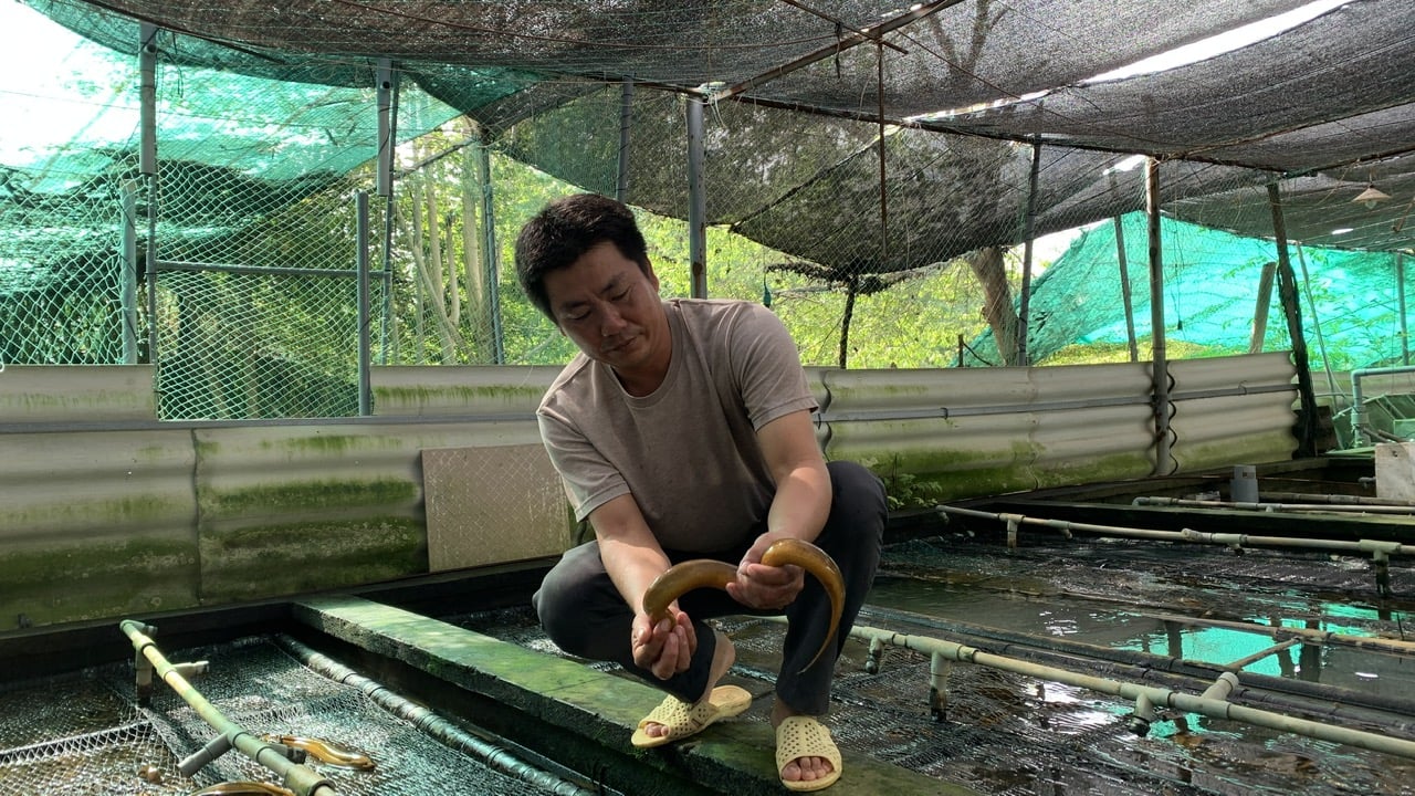 Nông dân nuôi lươn hiệu quả nhờ được cung cấp con giống không mang mầm bệnh. Ảnh: Hồ Thảo.