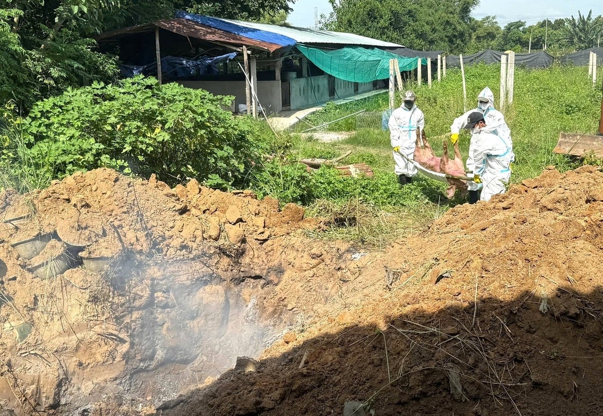 Hệ thống tổ chức ngành chăn nuôi - thú y xuyên suốt từ tỉnh đến xã sẽ giúp công tác phòng chống dịch bệnh được triển khai kịp thời, hiệu quả. Ảnh: V.Đ.T.