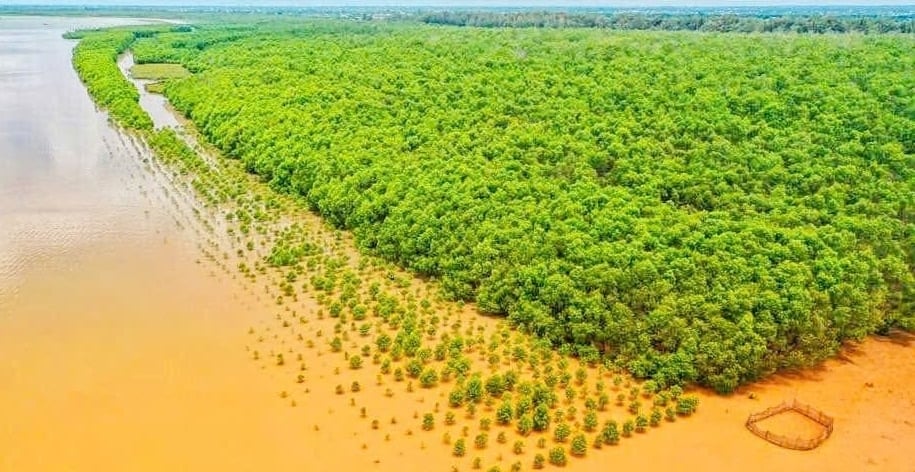 Một cánh rừng xanh phủ kín dải đất gió rát, cát bay. Ảnh: Hồ Thảo