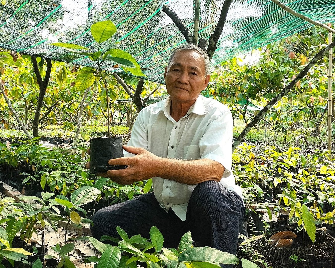 Hợp tác xã nông nghiệp Tích Khánh đang tăng quy mô sản xuất cây giống ca cao phục vụ nhu cầu mở rộng diện tích. Ảnh: Minh Đảm.