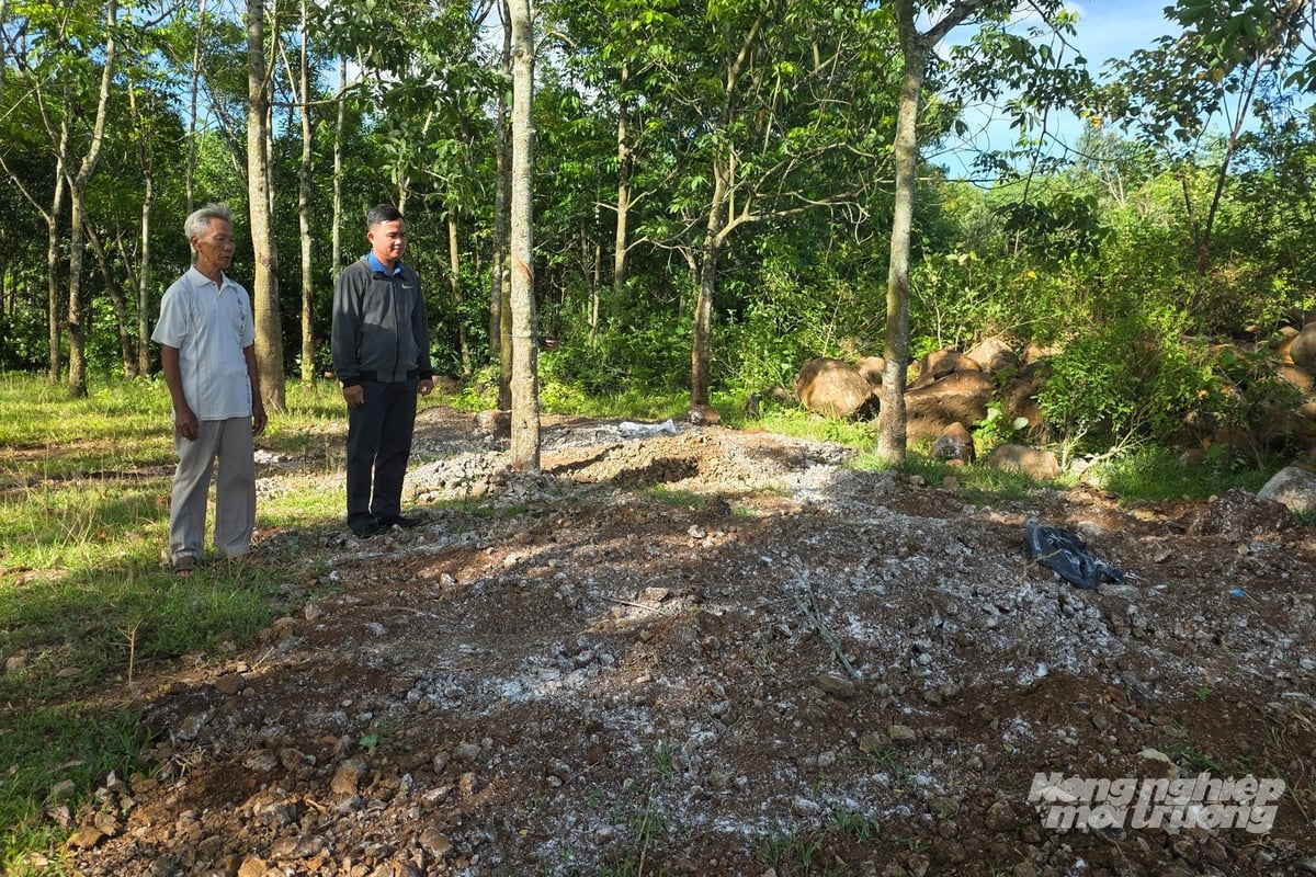 Toàn bộ số lợn nhiễm dịch tả lợn Châu Phi được gia đình ông Thăng tự thuê máy múc đào hố chôn. Ảnh: Võ Dũng. Toàn bộ số lợn nhiễm dịch tả lợn Châu Phi được gia đình ông Thăng tự thuê máy múc đào hố chôn. Ảnh: Võ Dũng.