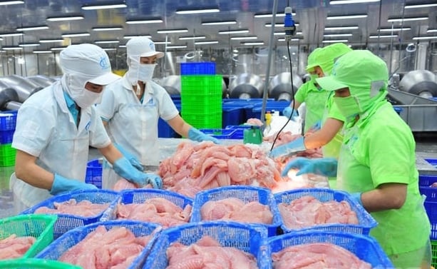 Chế biến cá tra xuất khẩu ở Đồng Tháp. Ảnh: Lê Hoàng Vũ.