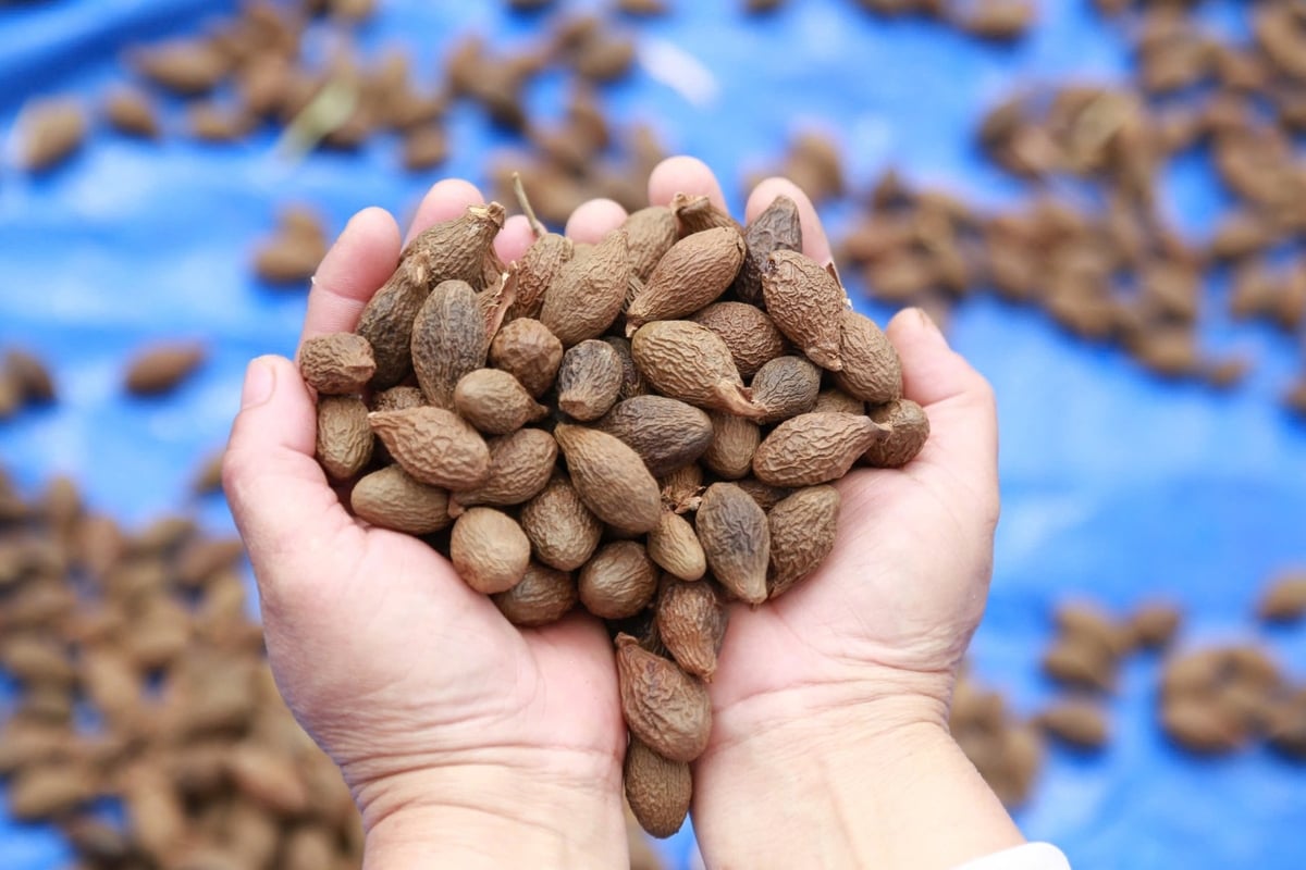 Hạt ươi có giá trị kinh tế cao, hiện thương lái đang thu mua ở mức từ 350 - 500 ngàn đồng/kg. Ảnh: L.K. Hạt ươi có giá trị kinh tế cao, hiện thương lái đang thu mua ở mức từ 350 - 500 ngàn đồng/kg. Ảnh: L.K.