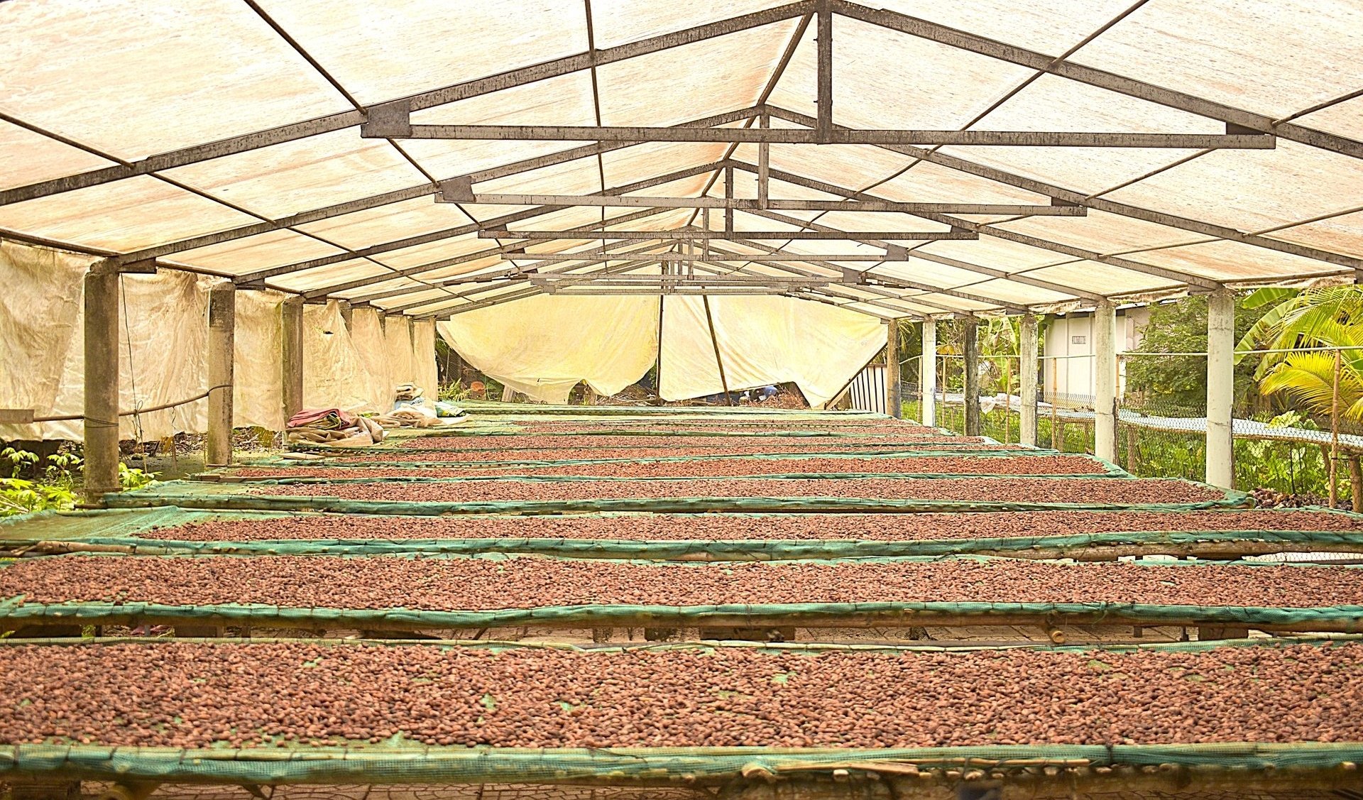 Sân phơi hạt ca cao của Hợp tác xã nông nghiệp Tích Khánh. Ảnh: Minh Đảm.