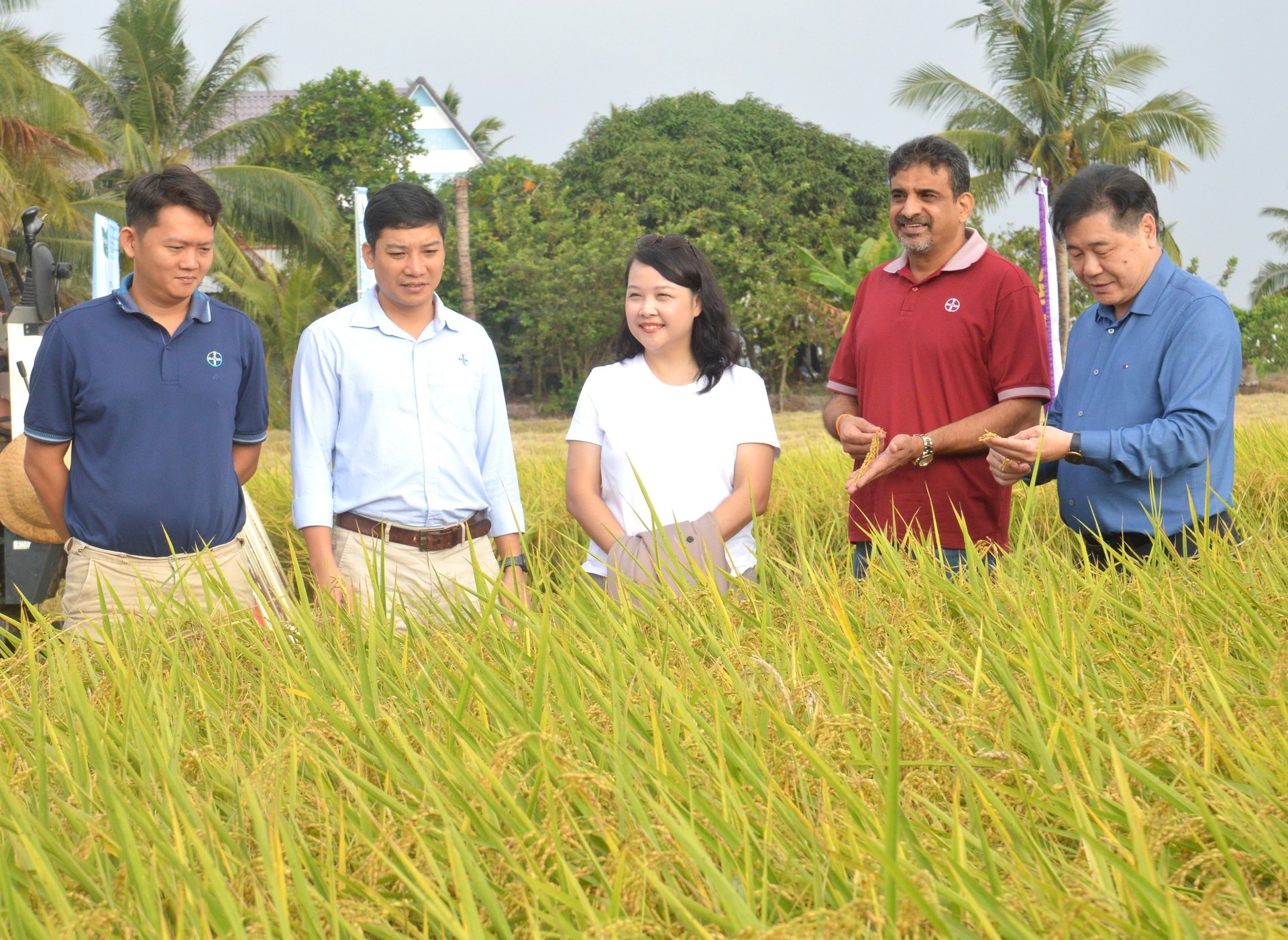 An Giang holds a key position in the Mekong Delta's rice production chain. To date, the province has been assigned 744 planting area codes for rice cultivation, covering a total area of 36,031 hectares, aimed at serving export markets. Photo: Trung Chanh.