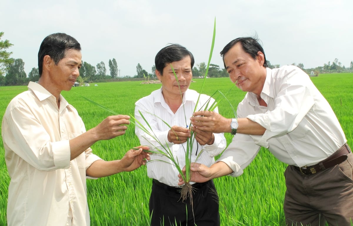 An Giang đang khẩn trương tổ chức lại hệ thống ngành dọc nông nghiệp với nhiều kỳ vọng đột phá trong hoạt động. Ảnh: Lê Hoàng Vũ. An Giang đang khẩn trương tổ chức lại hệ thống ngành dọc nông nghiệp với nhiều kỳ vọng đột phá trong hoạt động. Ảnh: Lê Hoàng Vũ.