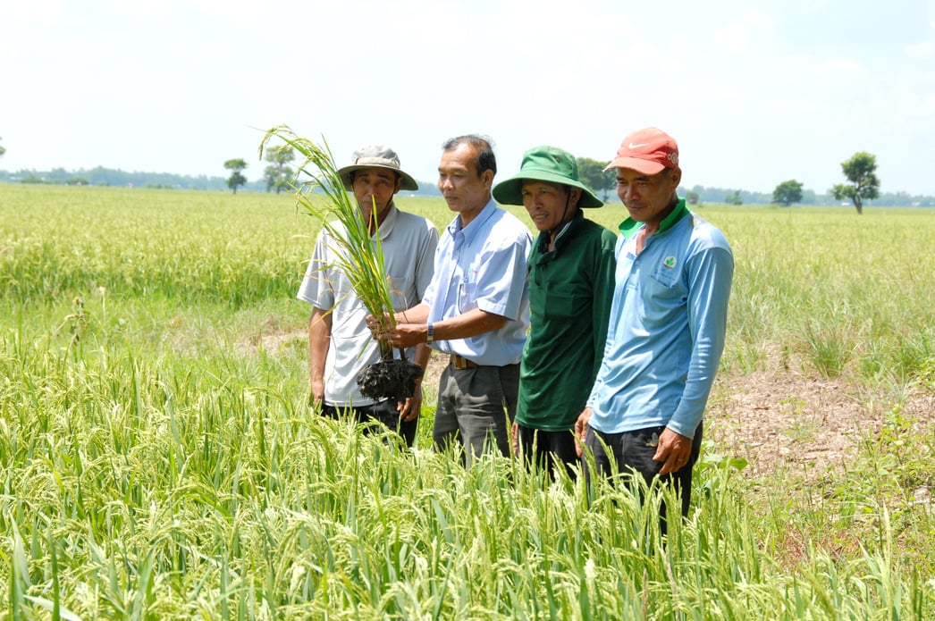 Các trung tâm dịch vụ nông nghiệp cấp huyện trước đây sẽ được chuyển đổi thành các trạm kỹ thuật nông nghiệp khu vực trực thuộc các chi cục hoặc trung tâm cấp tỉnh. Ảnh: Lê Hoàng Vũ. Các trung tâm dịch vụ nông nghiệp cấp huyện trước đây sẽ được chuyển đổi thành các trạm kỹ thuật nông nghiệp khu vực trực thuộc các chi cục hoặc trung tâm cấp tỉnh. Ảnh: Lê Hoàng Vũ.