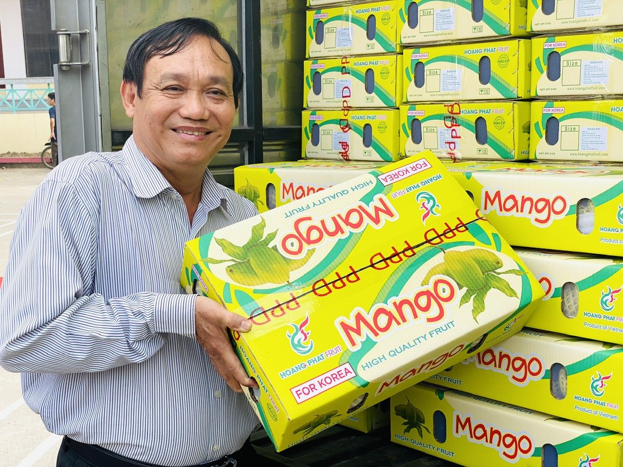An Giang has issued 496 planting area codes for fruit crops, covering a total area of over 9,600 hectares, including several types of fruit that are increasingly recognized for their quality in international markets. Photo: Le Hoang Vu.