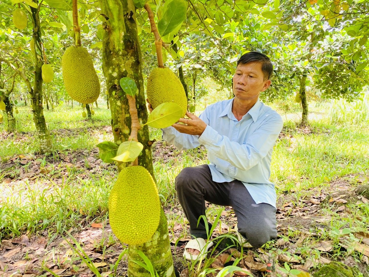 An Giang is committed to linking the issuance of planting area codes with standardized packing facilities, aiming to ensure effective traceability and create favorable conditions for agricultural products to reach international markets through a transparent pathway. Photo: Le Hoang Vu.