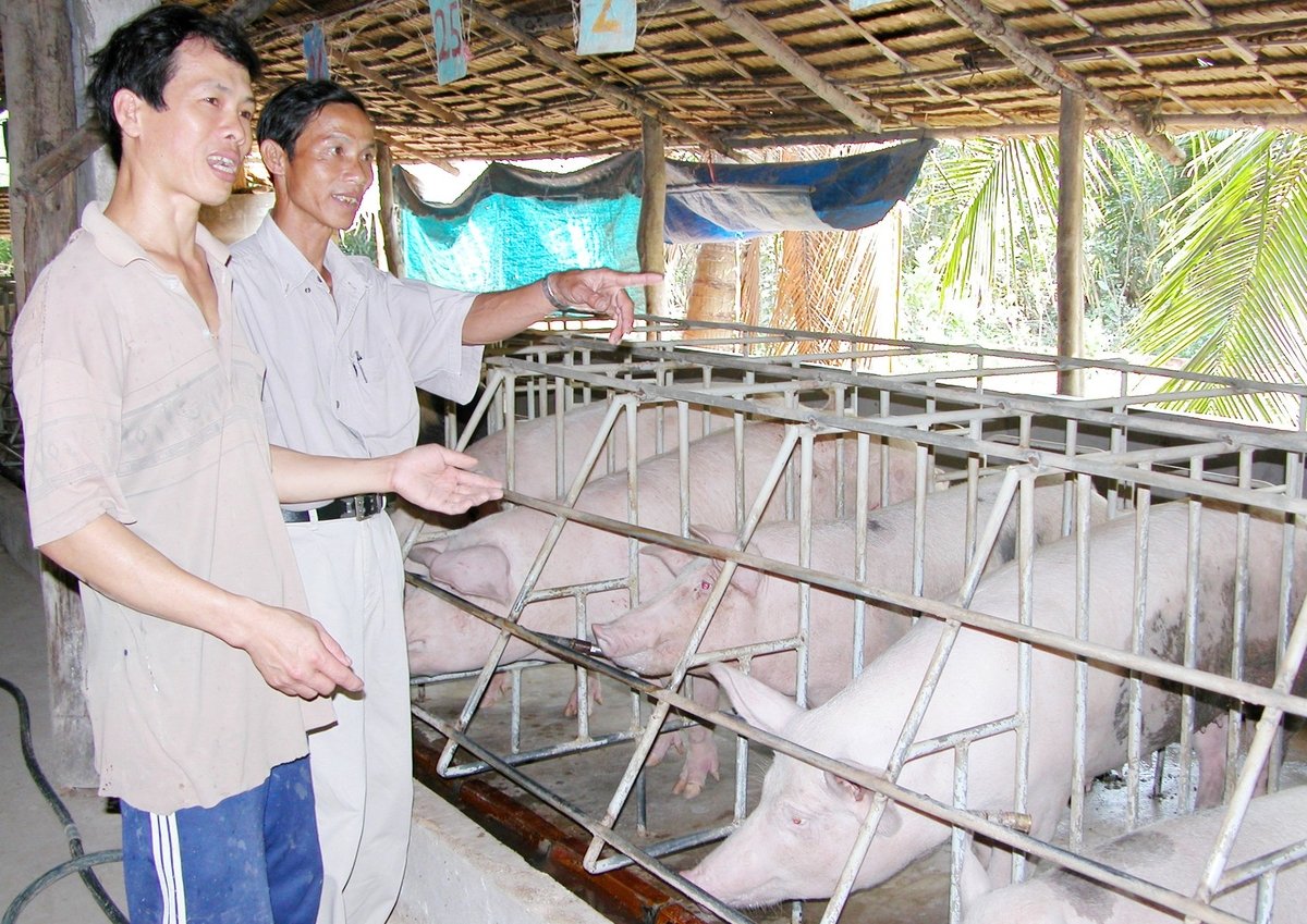 Các xã/phường ở An Giang sẽ thành lập các phòng chuyên môn như: Phòng trồng trọt và BVTV, phòng chăn nuôi và thú y, phòng thủy sản, phòng thủy lợi, phòng khuyến nông… và được Trung tâm Khuyến nông tỉnh quản lý. Ảnh: Lê Hoàng Vũ. Các xã/phường ở An Giang sẽ thành lập các phòng chuyên môn như: Phòng trồng trọt và BVTV, phòng chăn nuôi và thú y, phòng thủy sản, phòng thủy lợi, phòng khuyến nông… và được Trung tâm Khuyến nông tỉnh quản lý. Ảnh: Lê Hoàng Vũ.