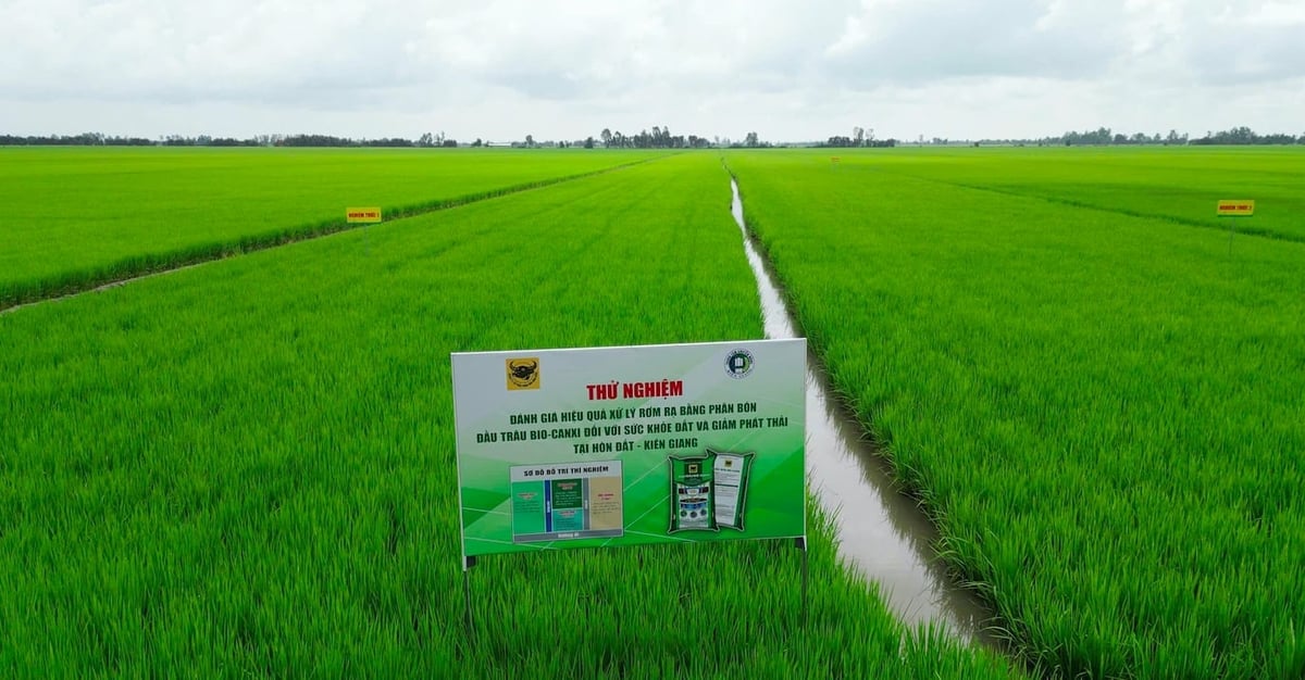 Mô hình thử nghiệm phân bón Đầu Trâu Bio-Canxi tại Hòn Đất, Kiên Giang. Ảnh: Dương Quyền. Mô hình thử nghiệm phân bón Đầu Trâu Bio-Canxi tại Hòn Đất, Kiên Giang. Ảnh: Dương Quyền.