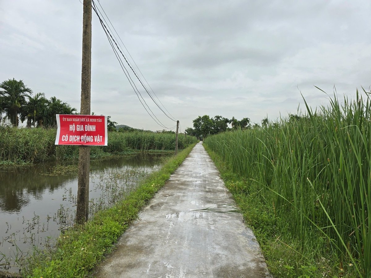 Việc phòng, chống dịch bệnh động vật tại vùng sản xuất tập trung quy mô lớn và vùng chuyên về chế biến, xuất khẩu sẽ thuận lợi hơn sau khi sáp nhập. Ảnh: Đinh Mười. Việc phòng, chống dịch bệnh động vật tại vùng sản xuất tập trung quy mô lớn và vùng chuyên về chế biến, xuất khẩu sẽ thuận lợi hơn sau khi sáp nhập. Ảnh: Đinh Mười.
