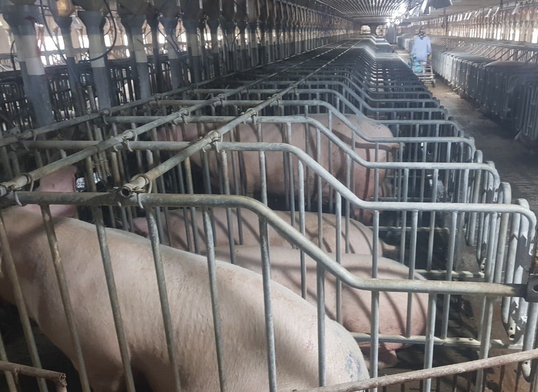 Việc chăn nuôi quy mô lớn, bền vững rất cần những giải pháp mang tính chiến lược và căn cơ. Ảnh: Đinh Mười. Việc chăn nuôi quy mô lớn, bền vững rất cần những giải pháp mang tính chiến lược và căn cơ. Ảnh: Đinh Mười.