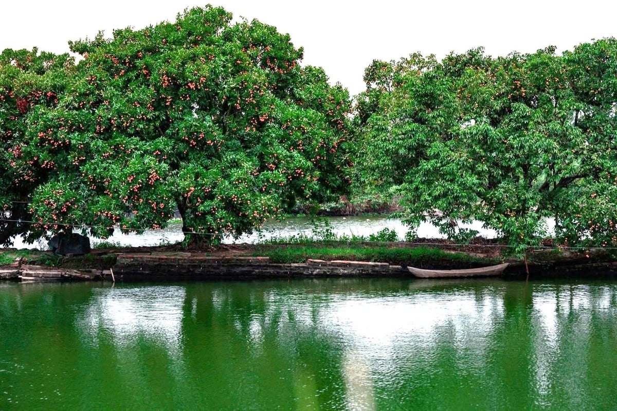 Hệ thống thủy lợi nội đồng đã giúp duy trì độ ẩm, bảo vệ hoa và quả vải thiều trong suốt cả mùa sinh trưởng. Ảnh: Bảo Thắng.