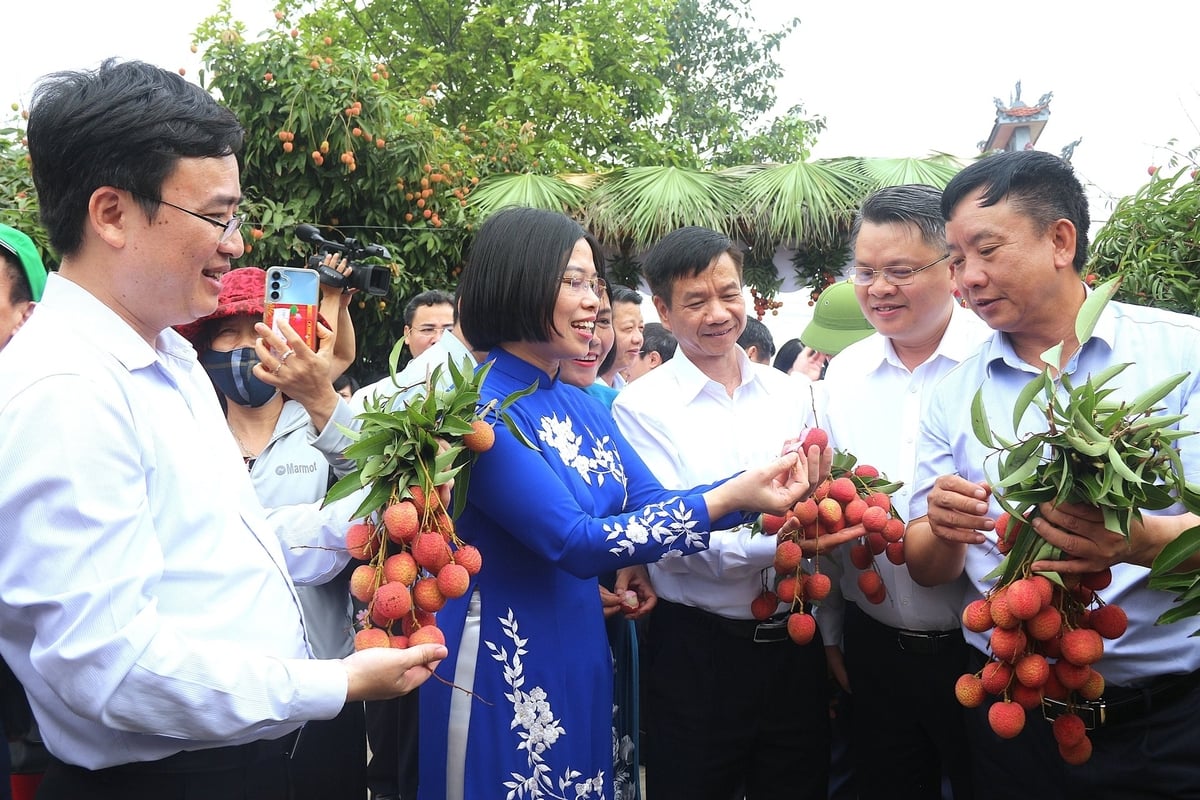Bà Hoàng Thị Thúy Hà (áo xanh) cùng các đại biểu thưởng thức vải thiều ngay tại vườn. Ảnh: Phạm Hiếu.